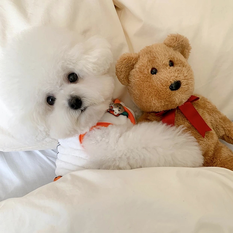 Güzel küçük köpek tavşan desen - Winter Clothing Patterns incelemesi ve fiyatı